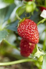 Strawberry plant