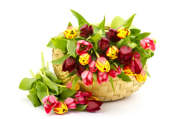 colourful tulips in a basket