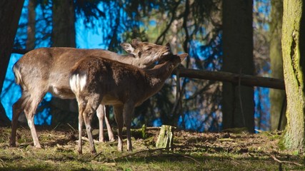 Sikahirsch (Cervus nippon)