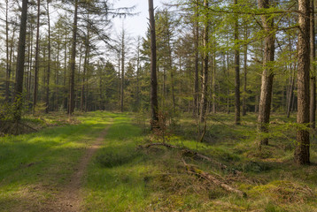 Path through a pine forest in spring