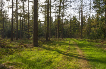Path through a pine forest in spring