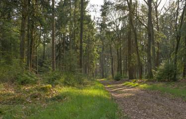 Path through a pine forest in spring