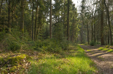 Fototapeta na wymiar Path through a pine forest in spring