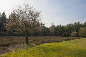 Tree in a field with heath in spring