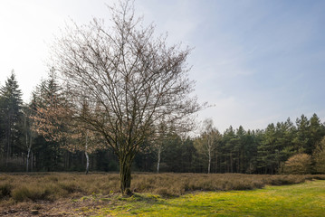 Tree in a field with heath in spring