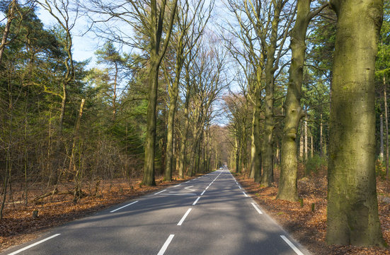 Road through a beech forest in spring