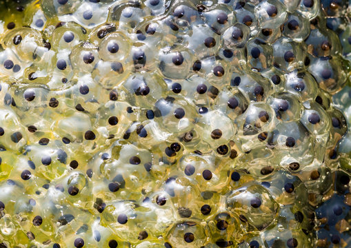 Spawn Of Frog