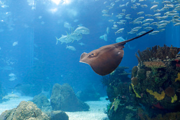Lisbon Oceanarium ray