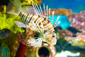 Color lionfish swims behind sea background.