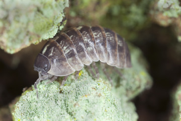Pillbug on wood, extreme close-up with high magnification