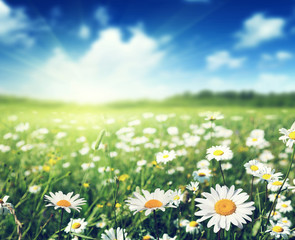 field of daisy flowers