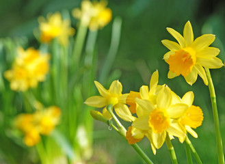 Fr&uuml;hlingserwachen