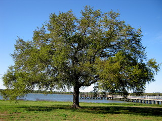 Albero