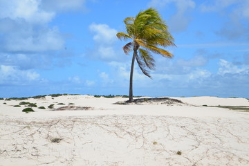 MANGUE SECO