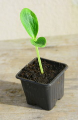 plantule, plantation,outil de jardinage