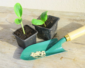 plantule, plantation,outil de jardinage