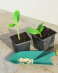 plantule, plantation,outil de jardinage