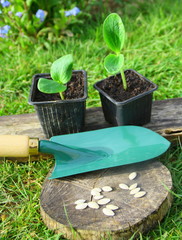 graines,semis,plantation de saison