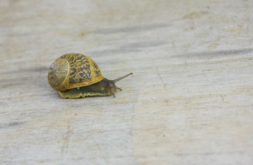 escargot 'petit gris' hélix aspersa,sur fond bois