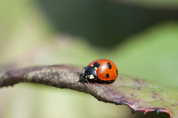 Ladybug on green leaf