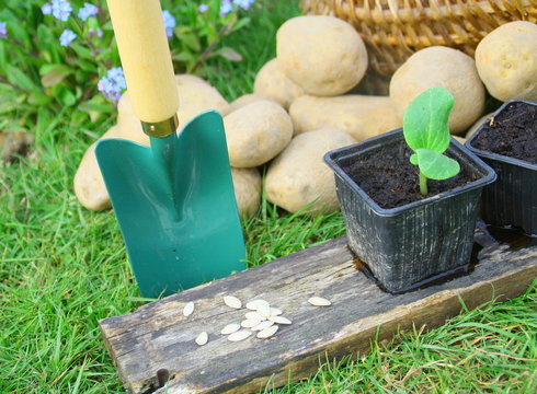 graines,semis,plantation de saison