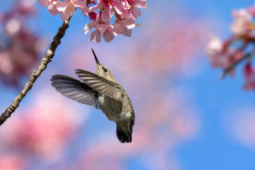 Fototapeta premium Hummingbird