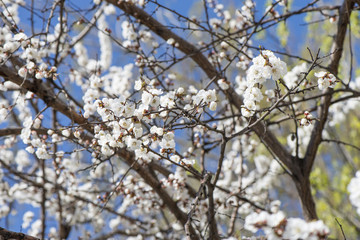 Cherry blossoms