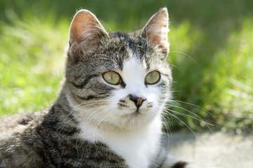 Cat outdoor
