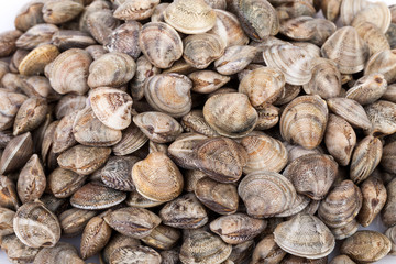 Lupins Clams