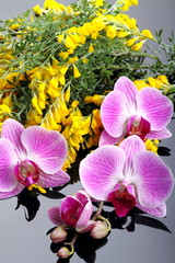 Orchidea con fiori di ginestra