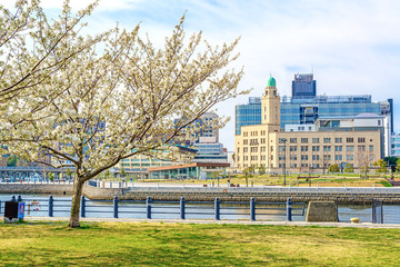 Row of cherry blossom trees in Yokohama, Japan