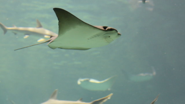 Manta Ray swimming in aquarium