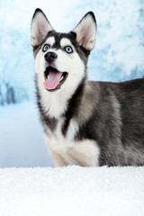 Beautiful cute husky puppy, on winter background