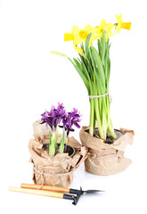 Beautiful narcissus, irises and gardening tools, isolated