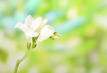 Obraz premium Beautiful freesias on green nature background