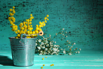 Twigs of mimosa flowers in pail on blue wooden table