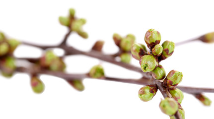 Leaf bud isolated on white