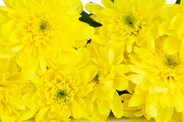 Beautiful chrysanthemum flowers close-up background