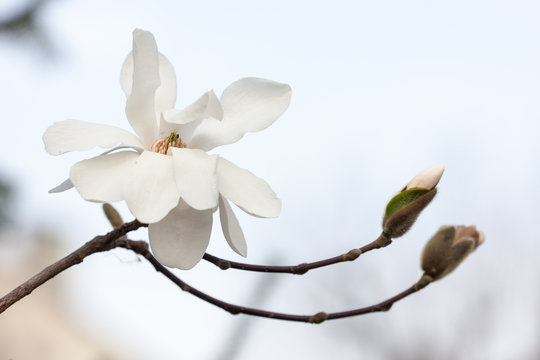 white magnolia branch