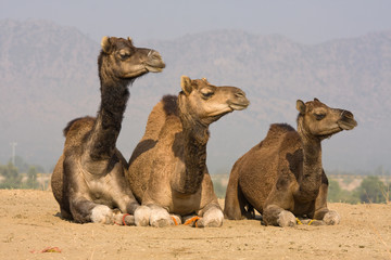 Camel at the Pushkar Fair, India