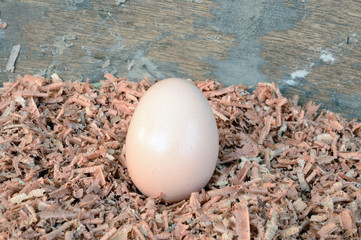 eggs laying on sawdust