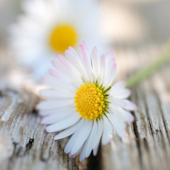 Daisy flower
