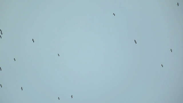 large flock of storks in sky - migration of birds