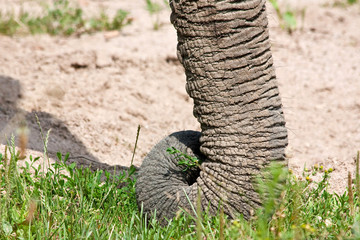 Elephant's Trunk