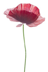 Fototapeta premium poppy