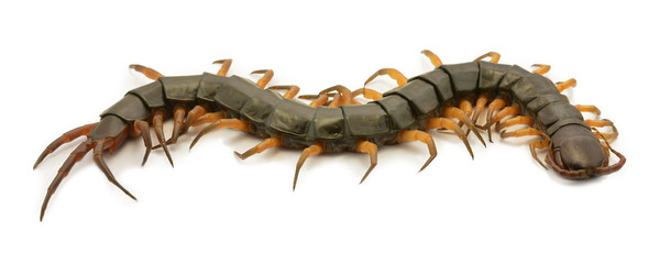 closeup of one brown centipede on white background