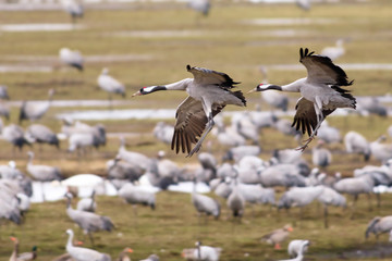 Two Crane birds landing at a field