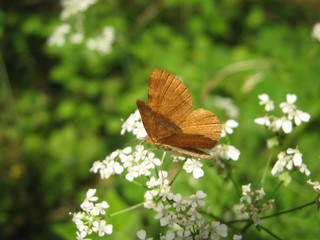 Brown butterfly on white flowered bush