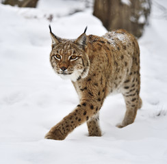 Winter Lynx