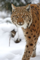 Fototapeta premium Winter Lynx